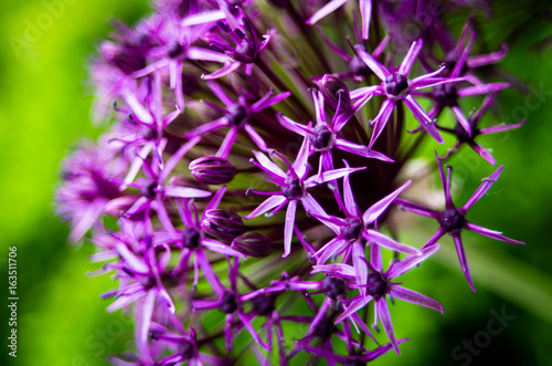 Purple Sensation Allium Blossom, Selective focus shallow depth of field photo