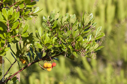 Fruits of  a strawberry tree photo