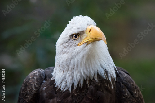 Bald Eagle animal portrait close up