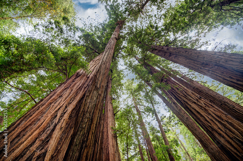Dramatic redwood view looking up at the trees perspective