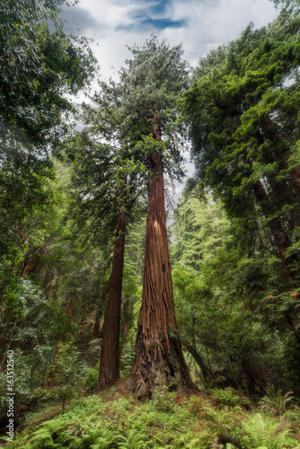 Dramatic vertical redwood tree