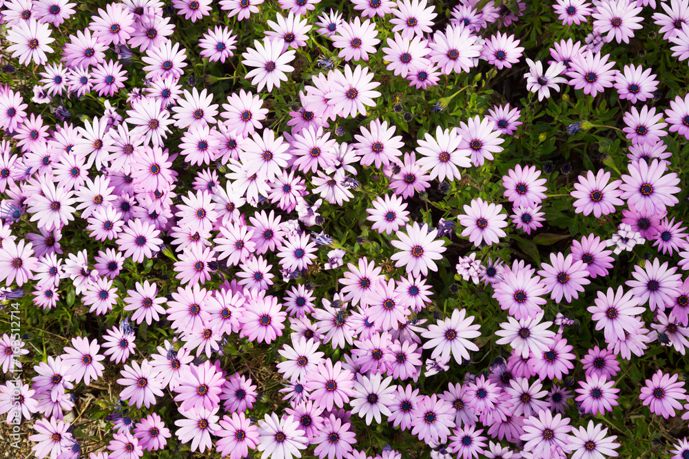 Fototapeta premium gazania longiscapa blossom