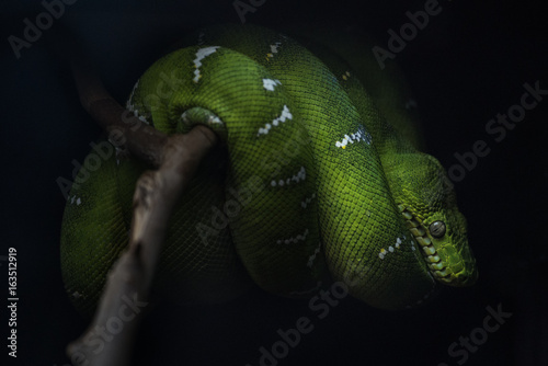 Green snake on a branch with black background