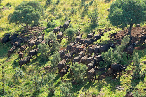 Aerial view of a herd of African or Cape buffaloes (Syncerus caffer), South Africa.