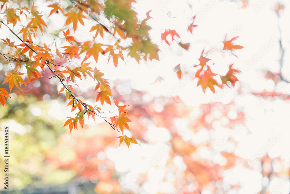 紅葉 紅葉