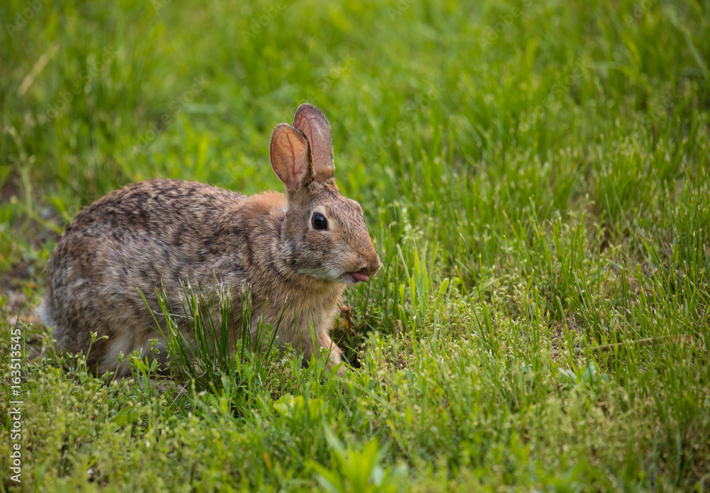 Rabbit with Tongue Out in Field Rabbit with Tongue Out in Field