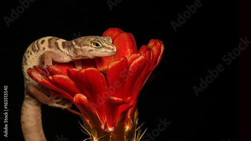 western banded geco