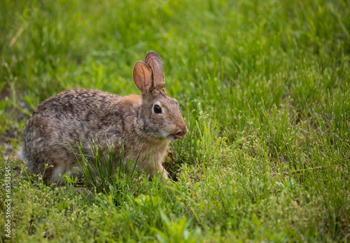Rabbit with Tongue Out in Field