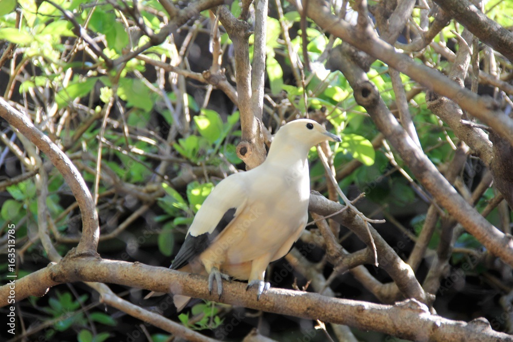 Perching