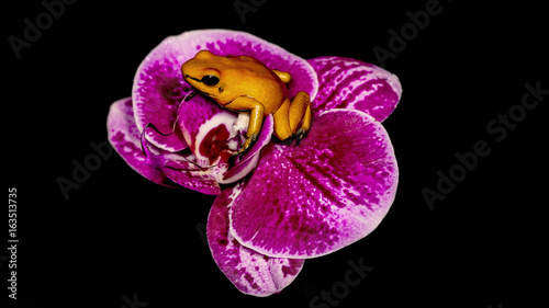 Dart Frog
