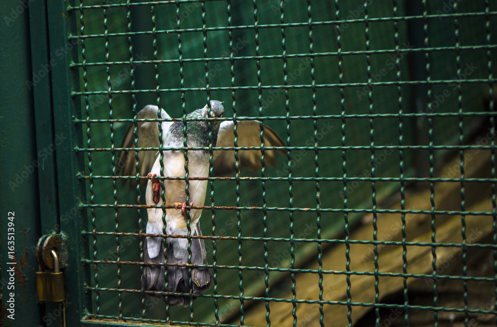 Captured Dove Captured Dove