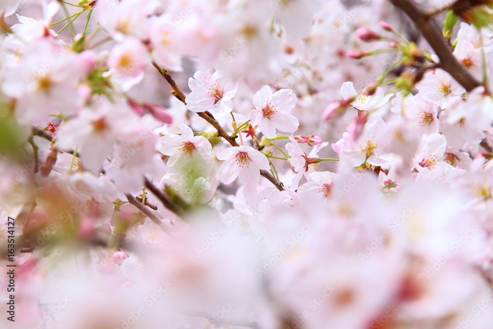 Beautiful cherry blossoms in spring time