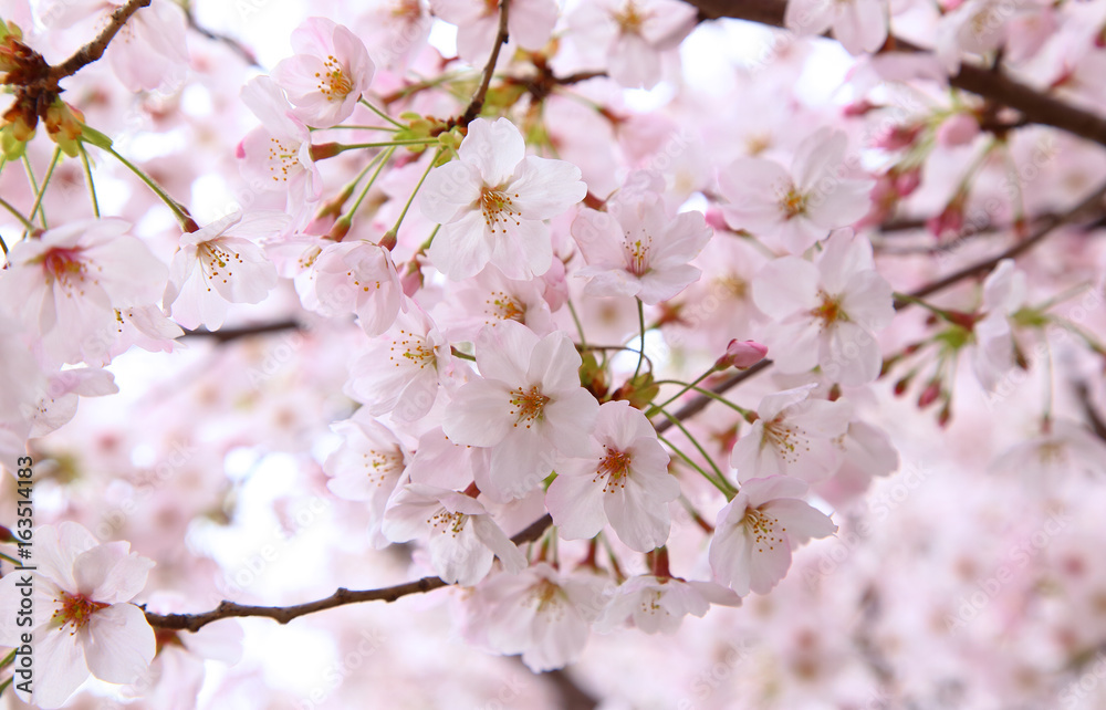 Beautiful cherry blossoms in spring time Beautiful cherry blossoms in spring time