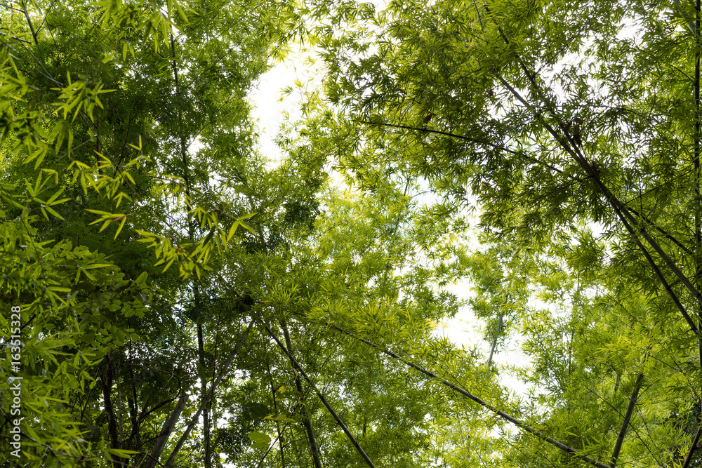 Fototapeta premium Bamboo leaves change color