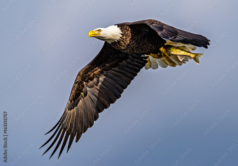 Obraz premium Determined Bald Eagle with Fish