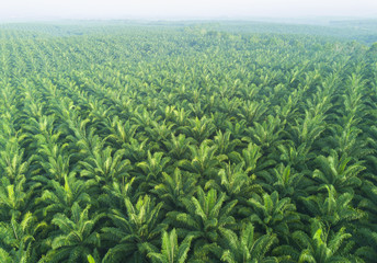 Wandcirkels Palmboom Luchtfoto palmplantage in Oost-Azië  © nelzajamal