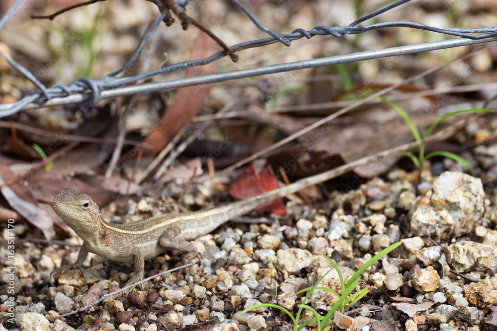 Obraz premium Diporiphora australis near wire fence