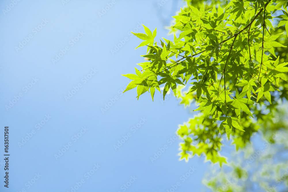 Green leaves(Momiji)