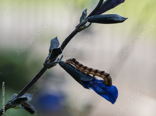 caterpillar eating flower
