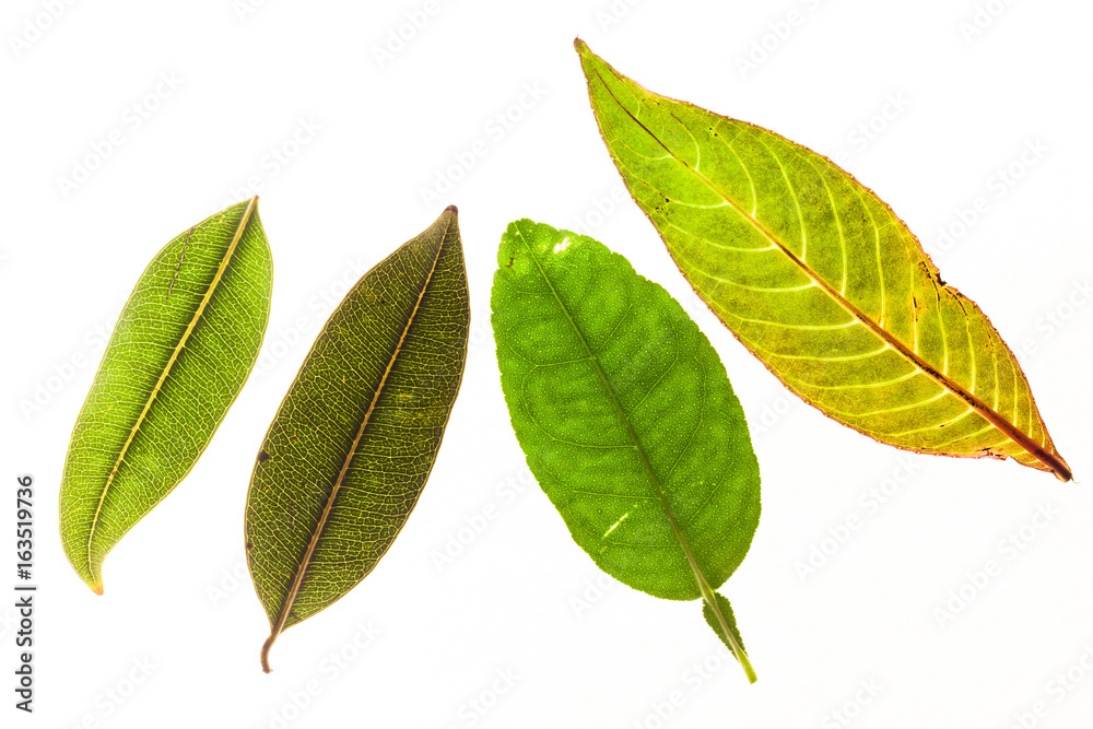 Obraz premium Green leaves with isolated white background for medical conceptual and text adding commercial