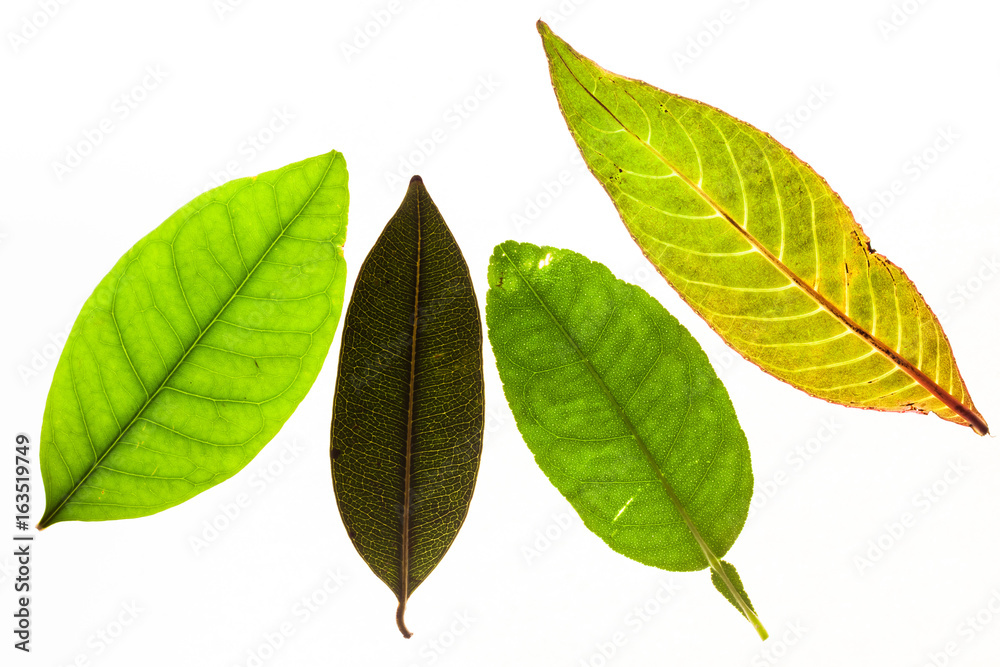 Fototapeta premium Green leaves with isolated white background for medical conceptual and text adding commercial