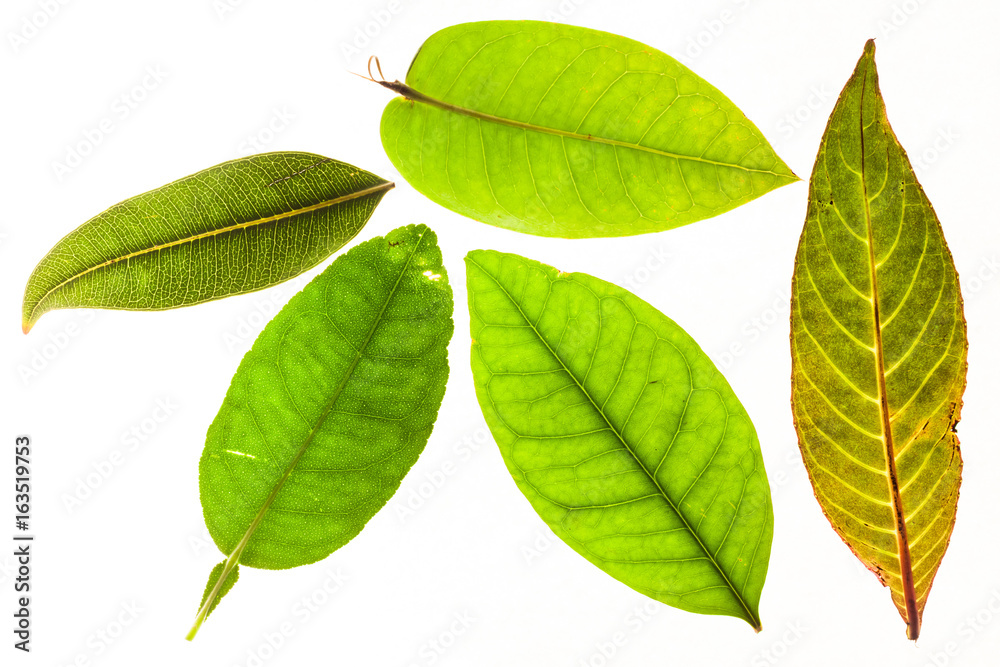 Green leaves with isolated white background for medical conceptual and text adding commercial Green leaves with isolated white background for medical conceptual and text adding commercial