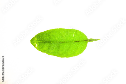 Green leaves with isolated white background for medical conceptual and text adding commercial