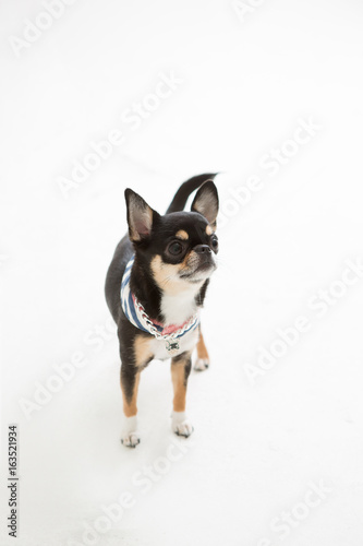 Chihuahua on the White background