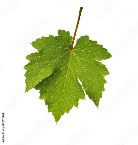 Green grape leaf in reverse side isolated on white background.