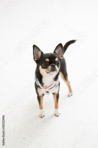 Chihuahua on the White background © sangyeon