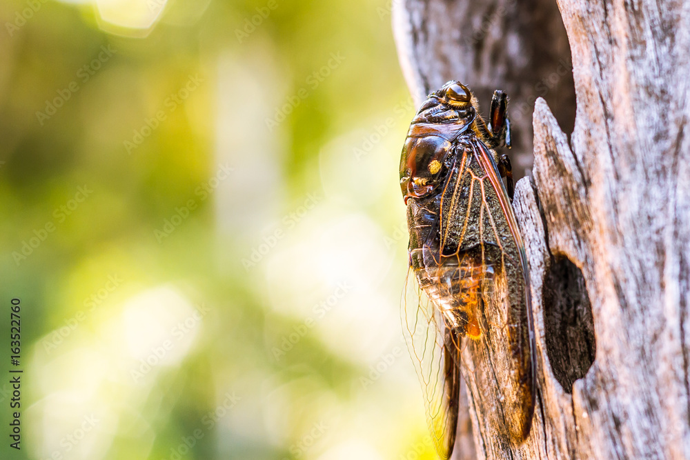 Cicada Bug. Cicada insect. Cicada stick on tree at the park of thailand Tremendous musical abilities of cicada. insect sings beautifully and prefers a warm climate Cicada Bug. Cicada insect. Cicada stick on tree at the park of thailand Tremendous musical abilities of cicada. insect sings beautifully and prefers a warm climate