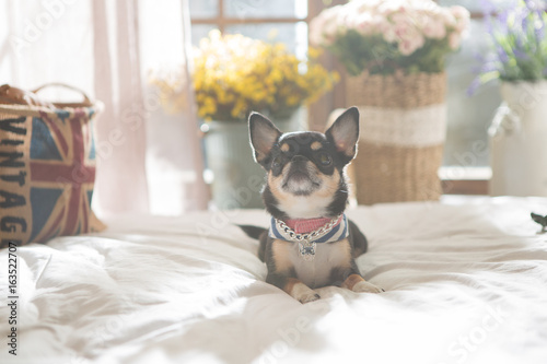 Chihuahua on the White background © sangyeon