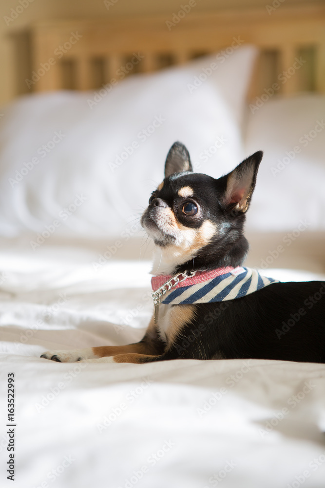 Chihuahua on the bed