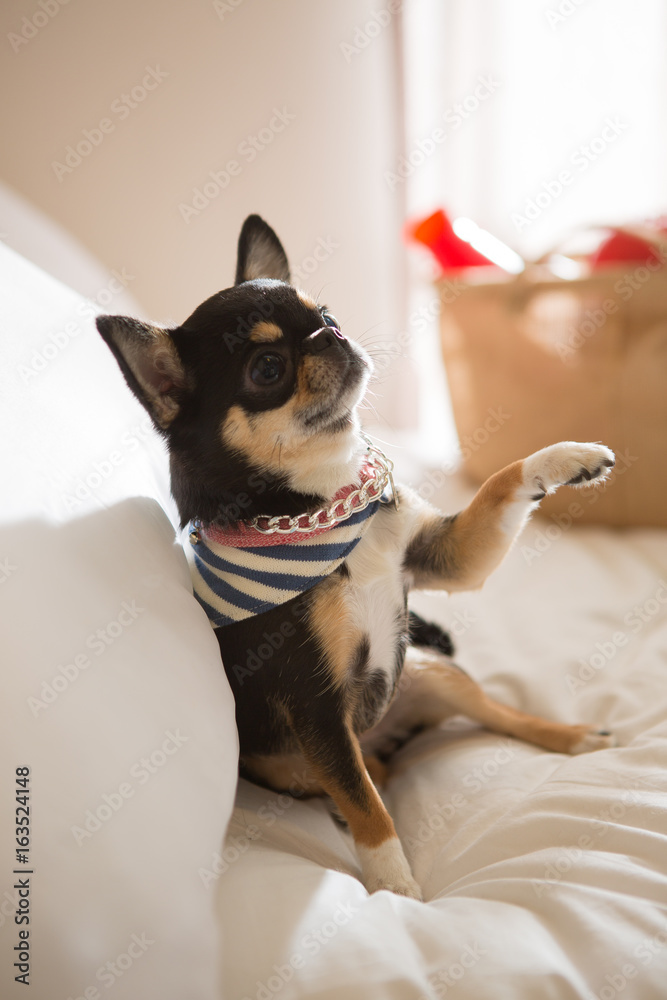 Chihuahua on the bed Chihuahua on the bed
