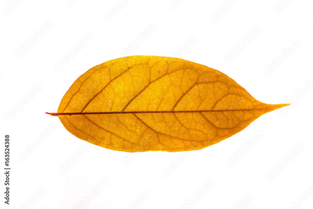 Winter red leaves with isolated white background for relaxing holiday season and text adding commercial Winter red leaves with isolated white background for relaxing holiday season and text adding commercial