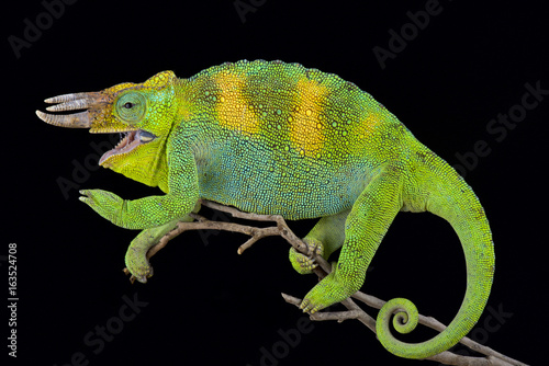 Johnston's chameleon, Trioceros johnstoni © mgkuijpers