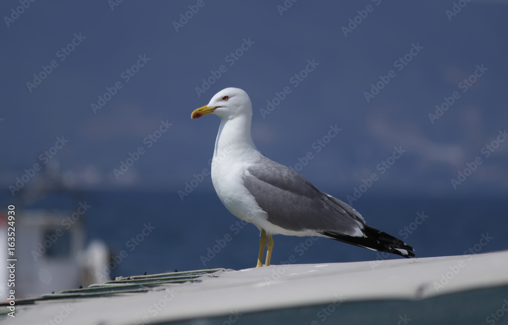 Obraz premium Seagull