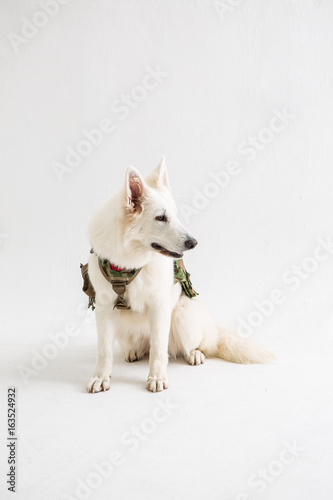 White Shepherd on the White background