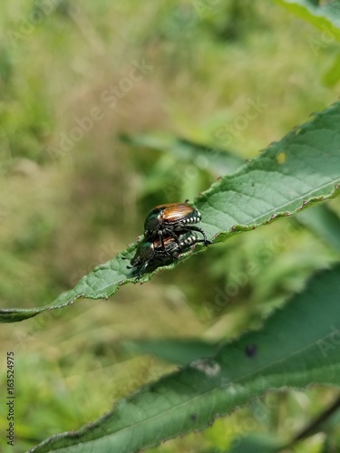 Japanese beetles mating on leaf