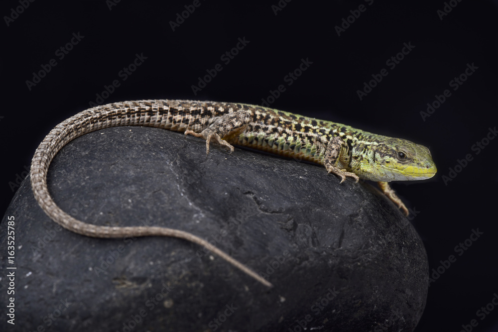Balkan wall lizard, Podarcis tauricus tauricus Balkan wall lizard, Podarcis tauricus tauricus
