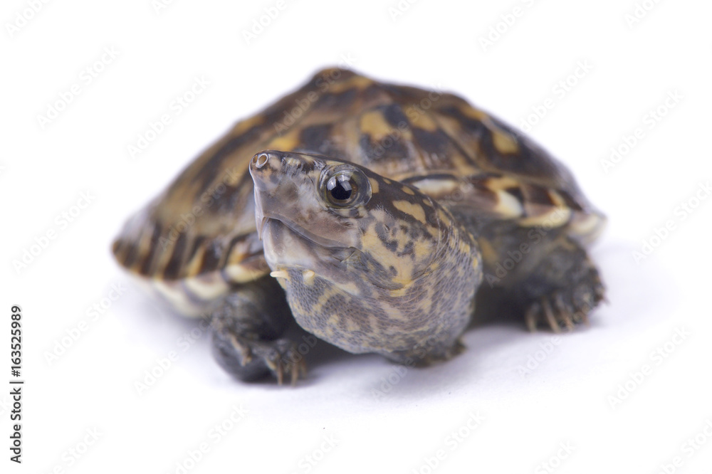 Narrow-bridged musk turtle,Staurotypus triporcatus Narrow-bridged musk turtle,Staurotypus triporcatus