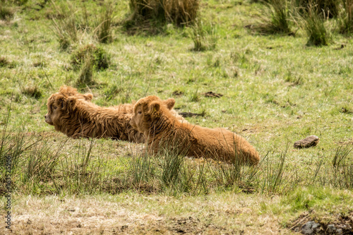 Baby Highland cattle dwelling in the field, Scotland photo