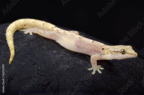 Mourning gecko, Lepidodactylus lugubris