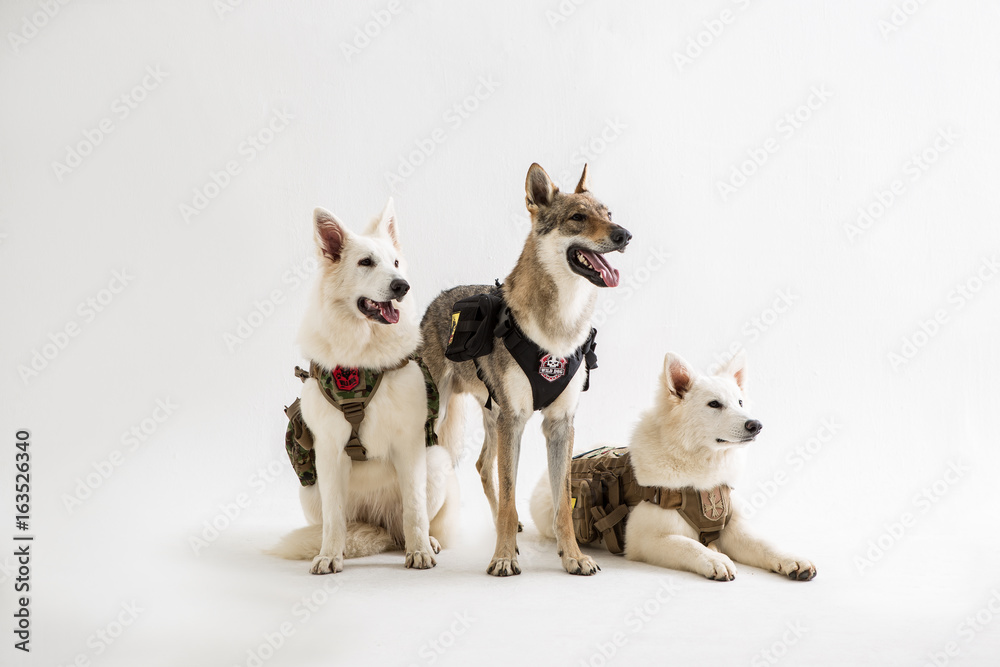 Obraz premium wolf dog on the White background