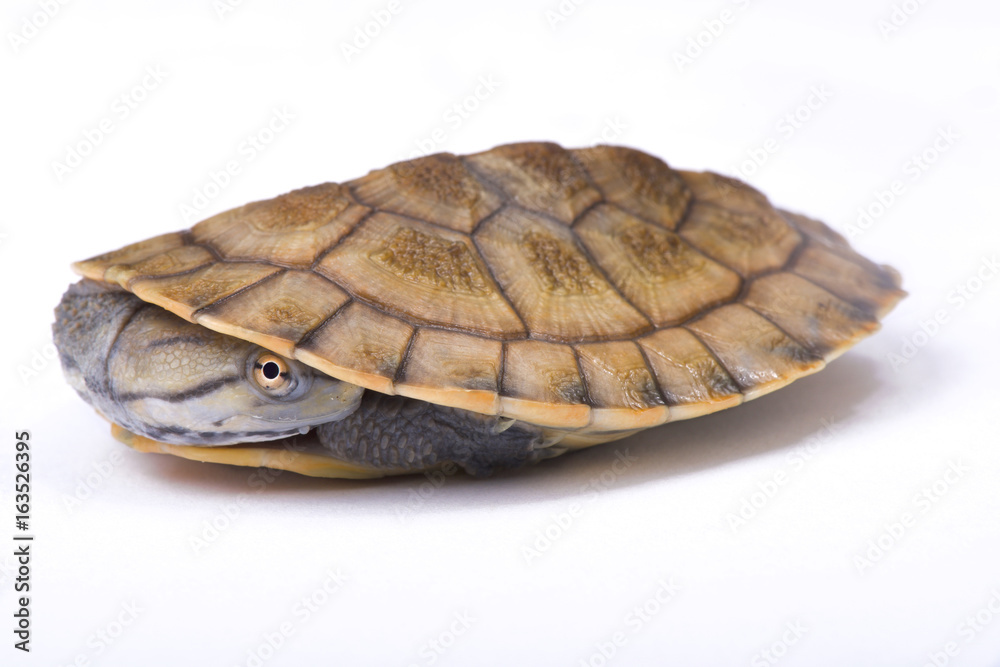 Geoffroy’s side-necked turtle, Phrynops geoffroanus Geoffroy’s side-necked turtle, Phrynops geoffroanus