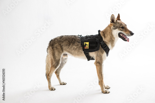 wolf dog on the White background