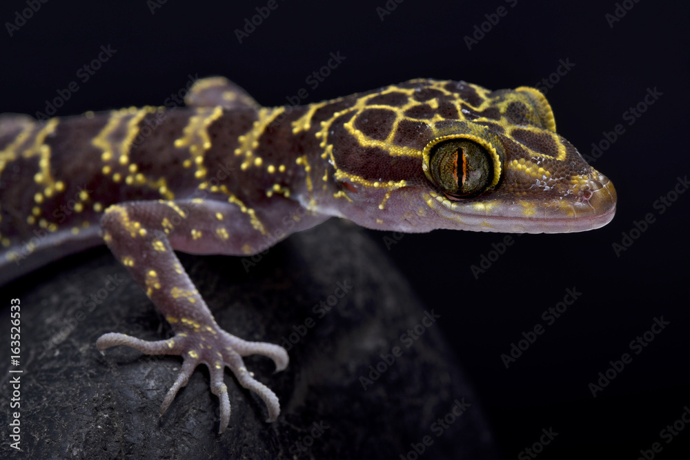 Doi Suthep Bent-toed gecko, Cyrtodactylus doisuthep Doi Suthep Bent-toed gecko, Cyrtodactylus doisuthep