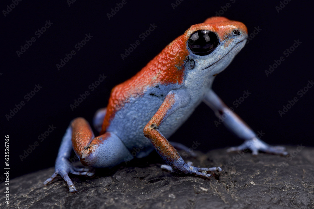 Naklejka premium Strawberry dart frog, Oophaga pumilio 