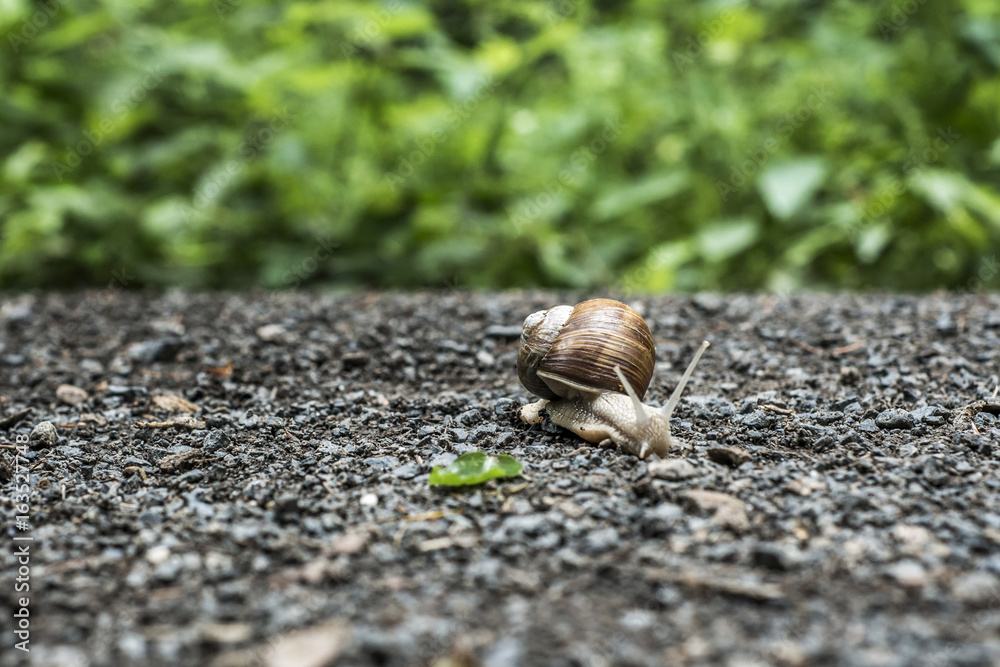 Burgundy snail Helix on the forest surface in natural environment macro close-up images nature focus depth Burgundy snail Helix on the forest surface in natural environment macro close-up images nature focus depth