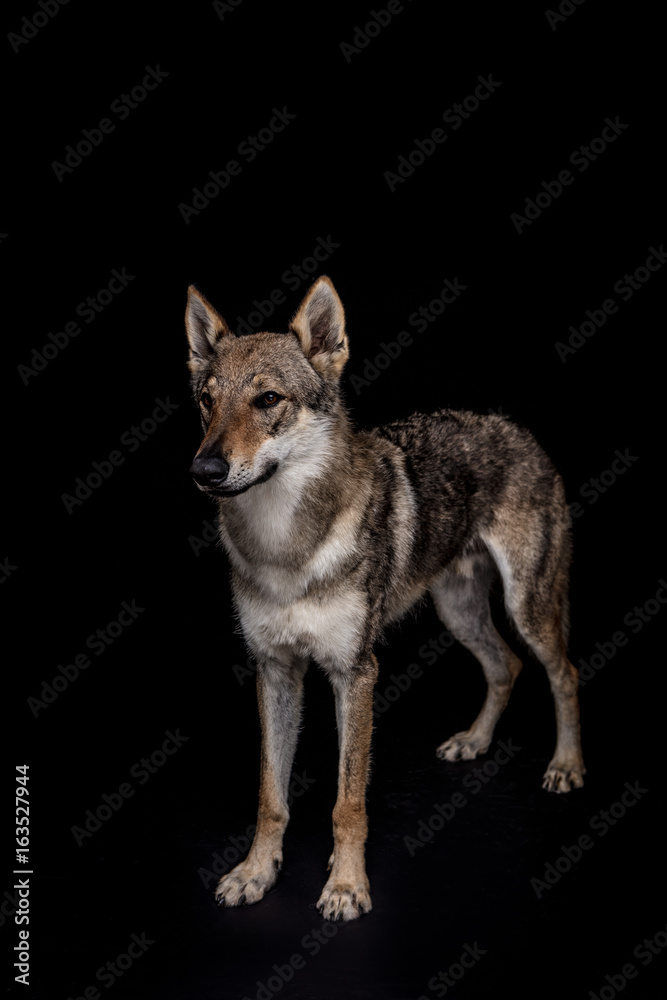 Obraz premium wolf dog on the black background
